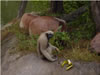 MonkeyEating