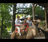 Zoo Camel