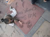 Hollywood003
