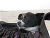 08rehoboth2008