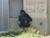 A04gorilla