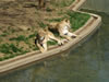 Zoo02lion