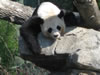 Zoo03panda